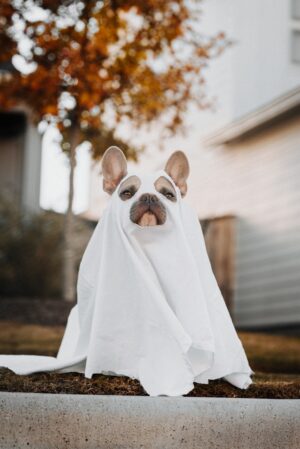 Halloween dog, brown and white short coated dog covered with white textile
