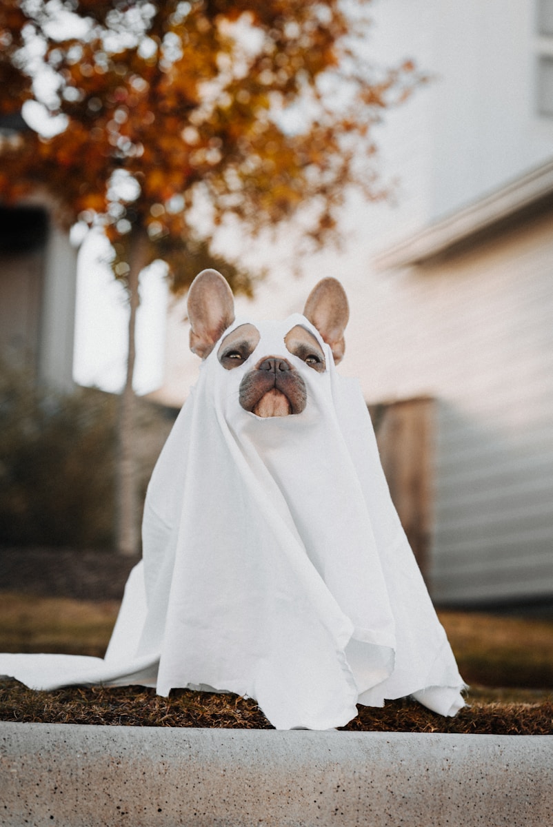 Halloween dog, brown and white short coated dog covered with white textile