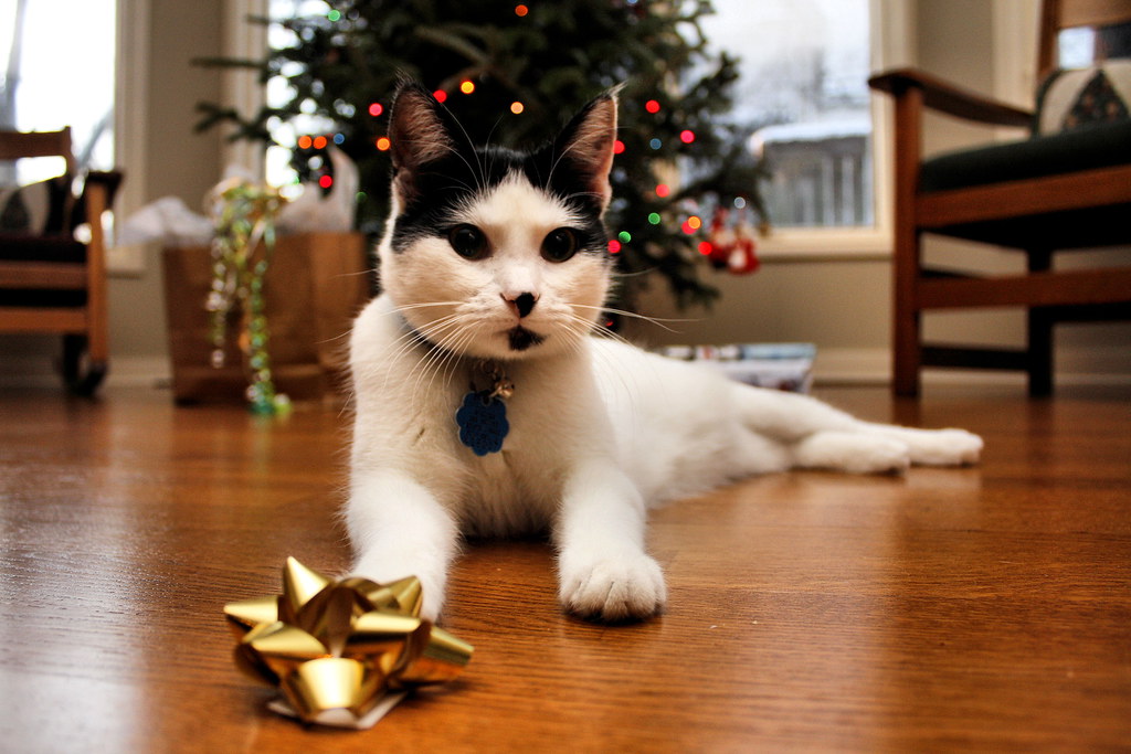 Giving pets as Christmas gifts