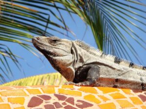 iguana, mexico, palm