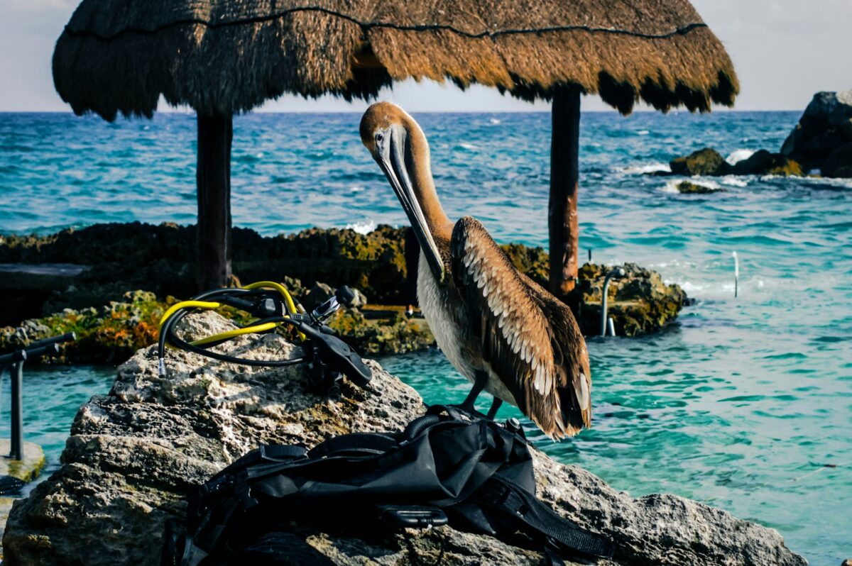 brown and gray pelican, cancun mexico