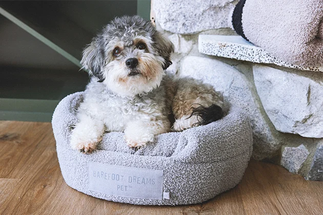 Barefoot Dreams - Pet Collection