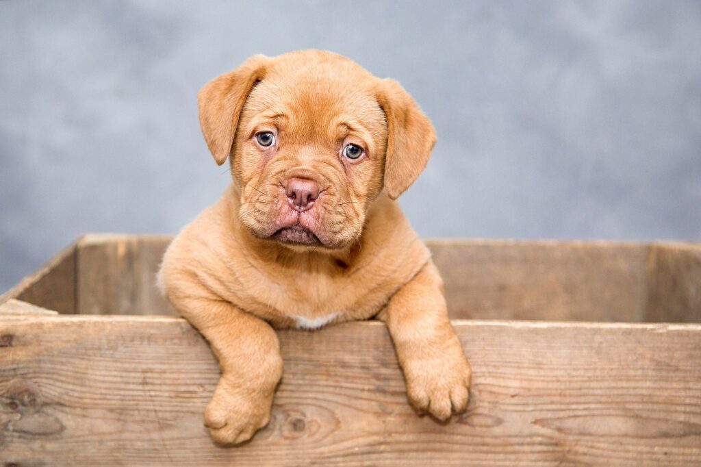 6 Healthy Snacks for Dogs