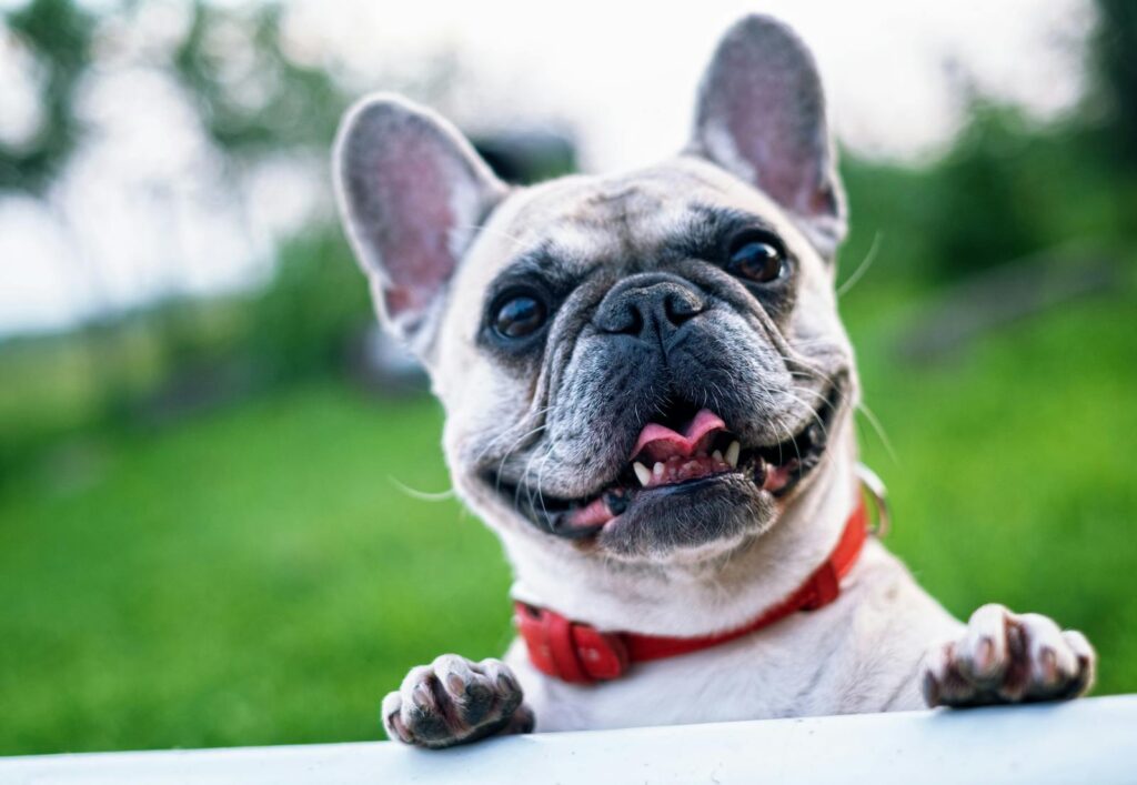 6 Healthy Snacks for Dogs