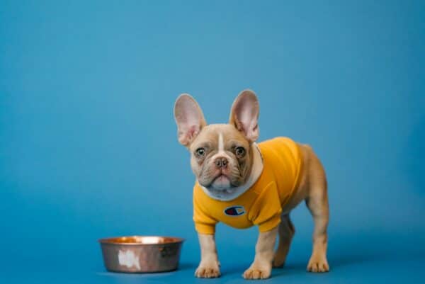 6 Healthy Snacks for Dogs - brown french bulldog in yellow shirt holding blue ceramic mug