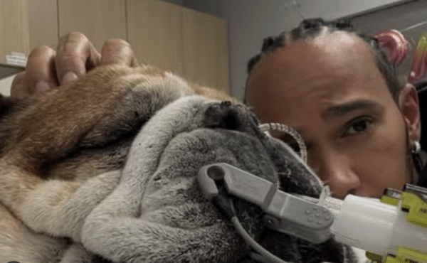 Lewis Hamilton Dog Fighting for Life in Hospital