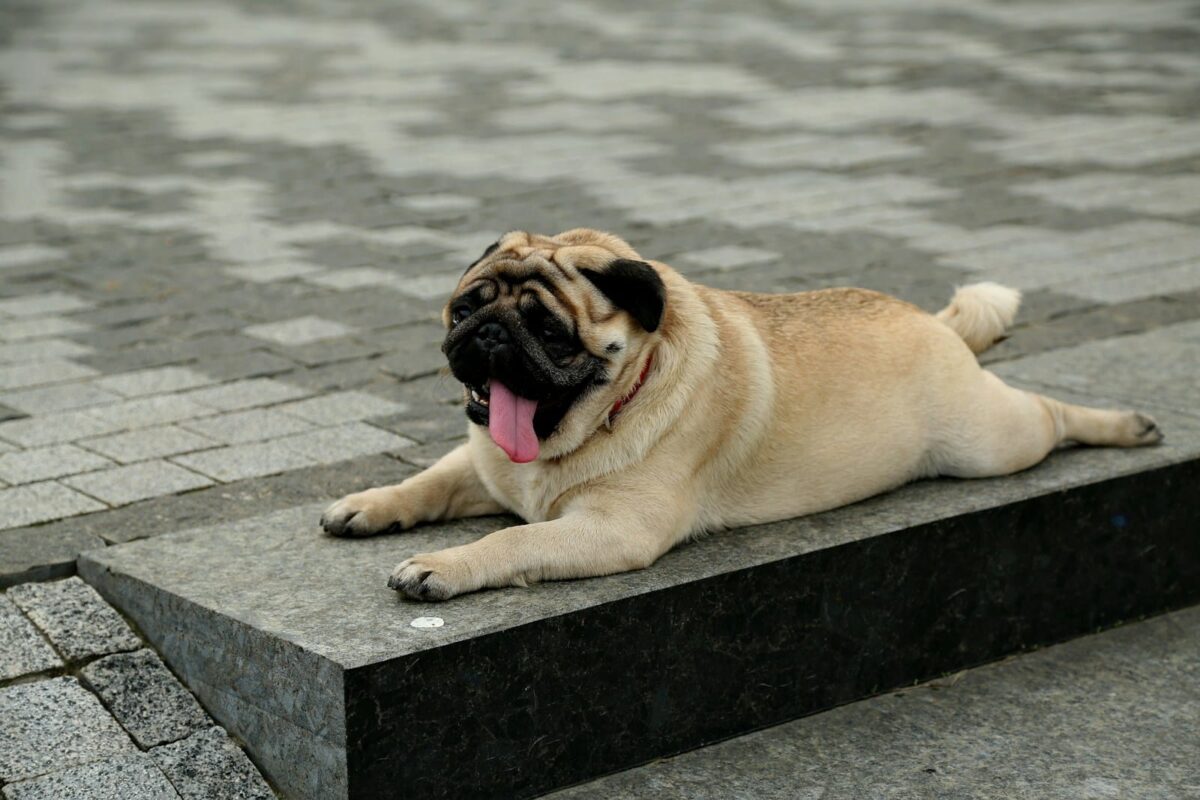 Ozempic for dogs, A pug laying on the ground with its tongue hanging out