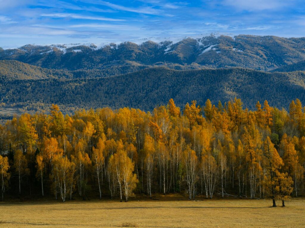 Stunning autumn forest against mountain backdrop and vibrant blue sky.