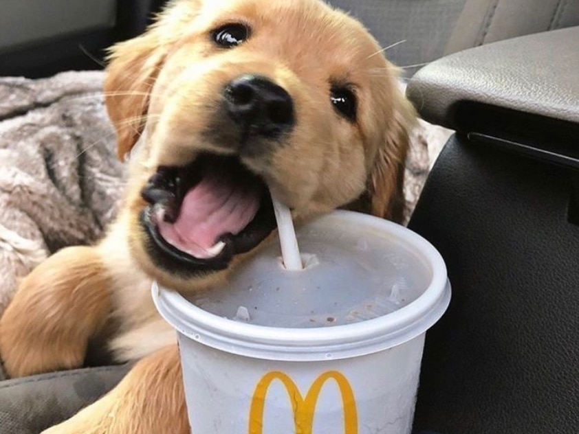 Dog McDonald's