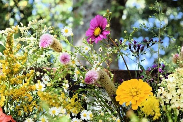 Edible Flower Garden a bunch of flowers that are sitting in the grass