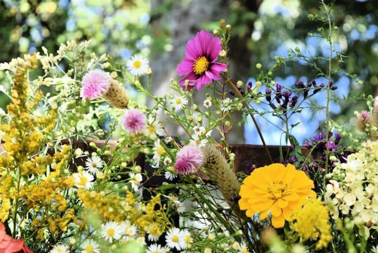 Edible Flower Garden a bunch of flowers that are sitting in the grass
