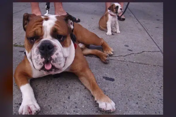 Dog Aggression Isn't Bad Behavior—It's Hidden Pain.