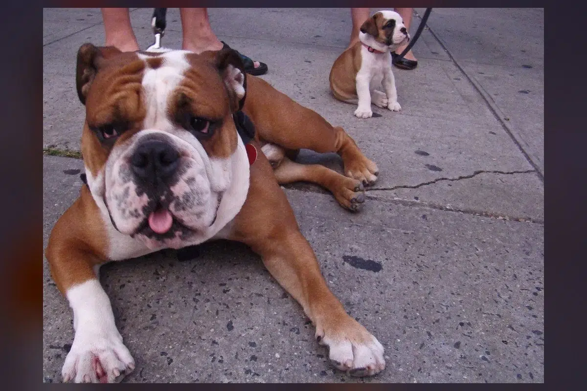 Dog Aggression Isn't Bad Behavior—It's Hidden Pain.