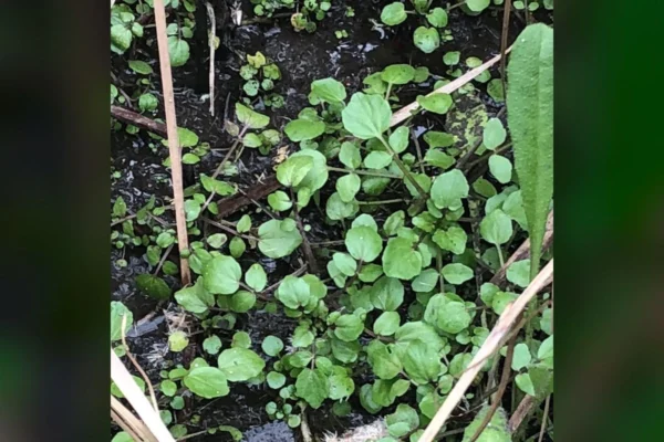 74% of "Superfoods" Don't Even Come Close to This Veggie