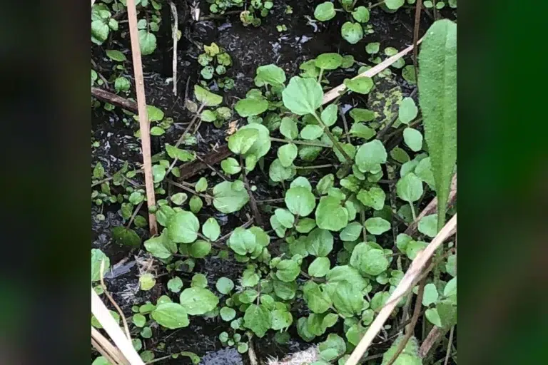 74% of "Superfoods" Don't Even Come Close to This Veggie