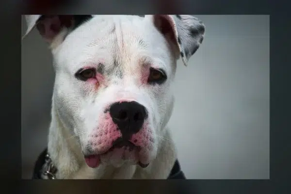 A single hot cross bun can be life-threatening for your dog