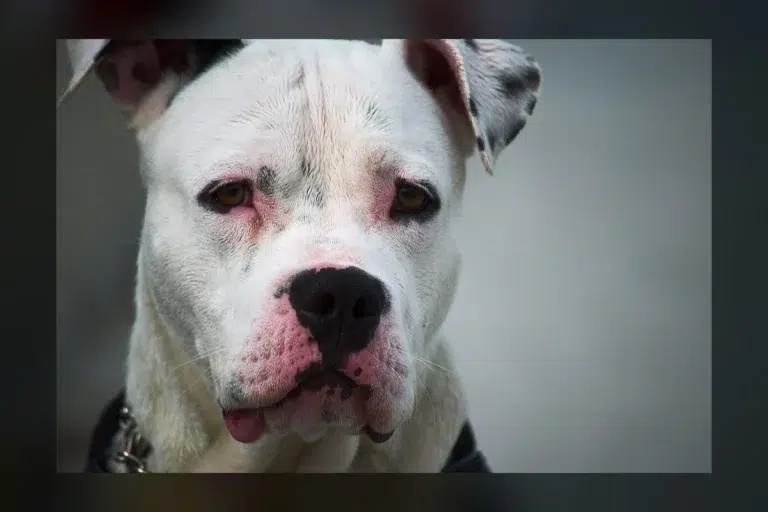 A single hot cross bun can be life-threatening for your dog