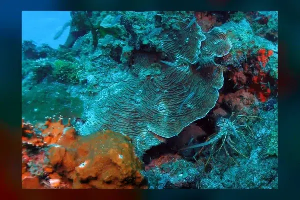 Marine Biologist Emma Smart Just Failed Marine Biology 101.