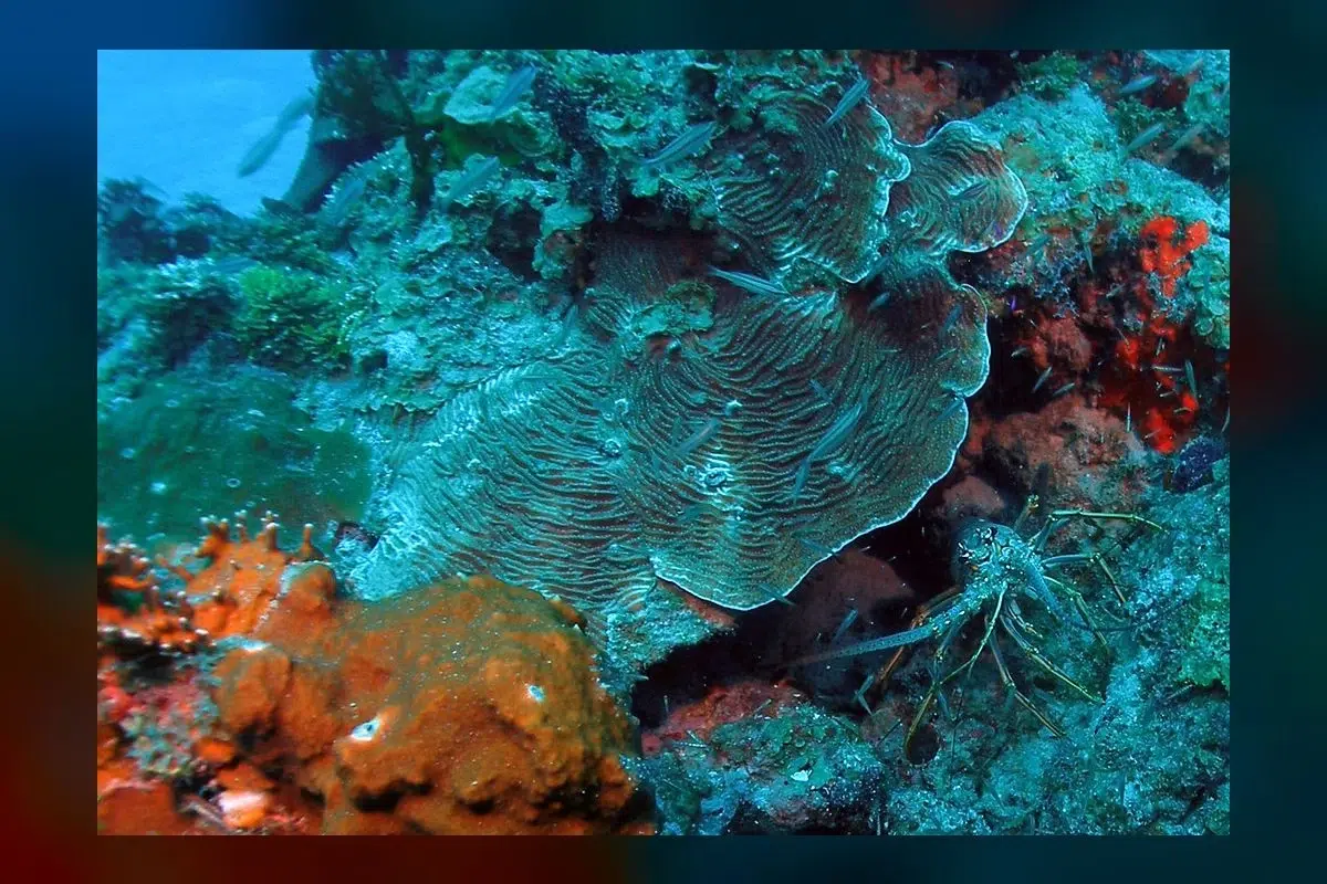 Marine Biologist Emma Smart Just Failed Marine Biology 101.