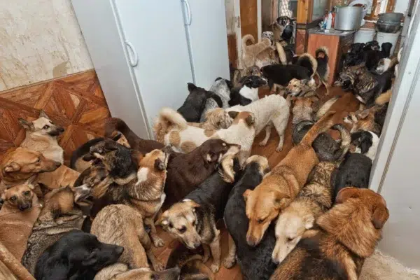 Georgia: 260 Animals Pulled From One Hoarding Nightmare
