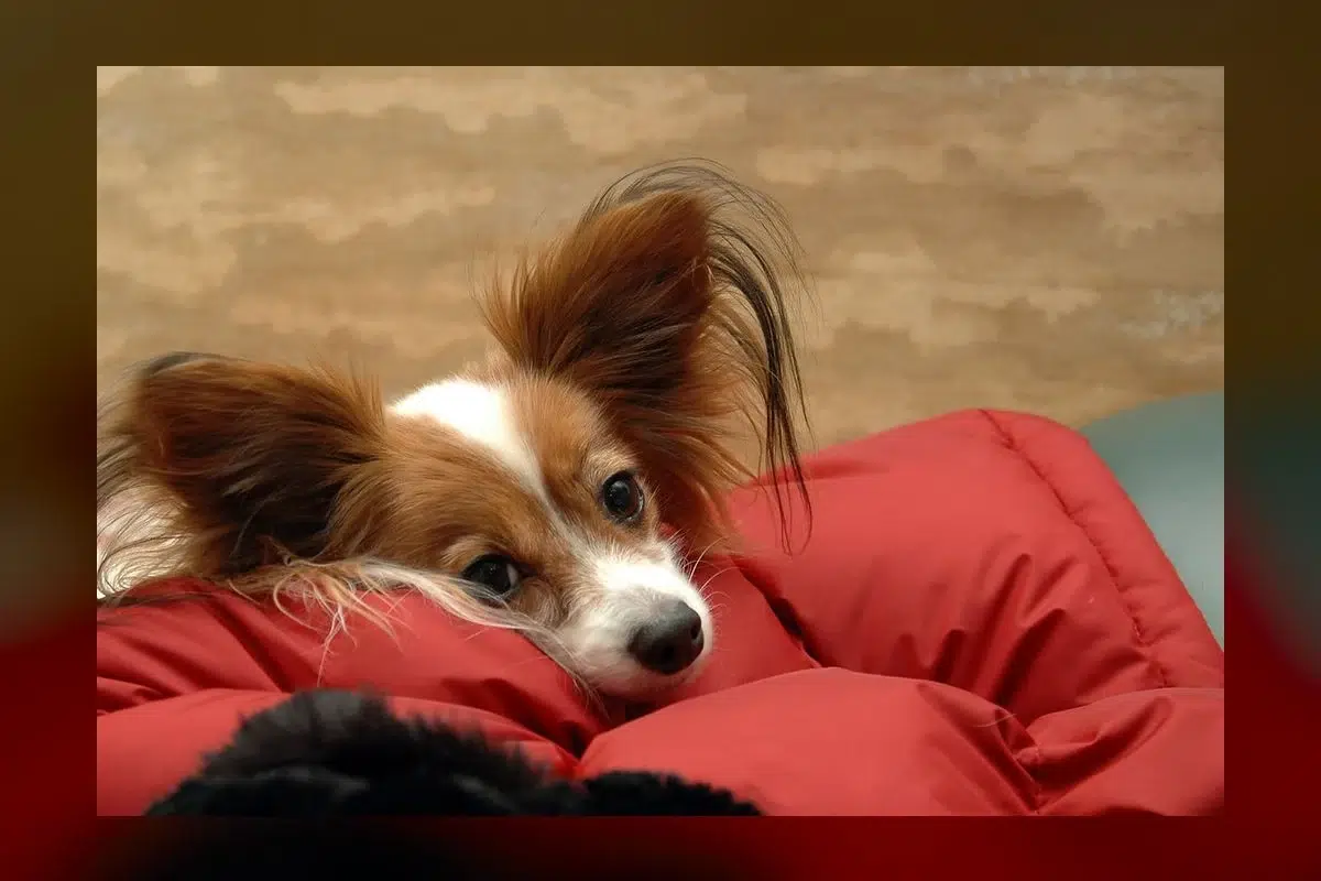 Loyal's LOY-002 Adds A Year To Big Dog Lives