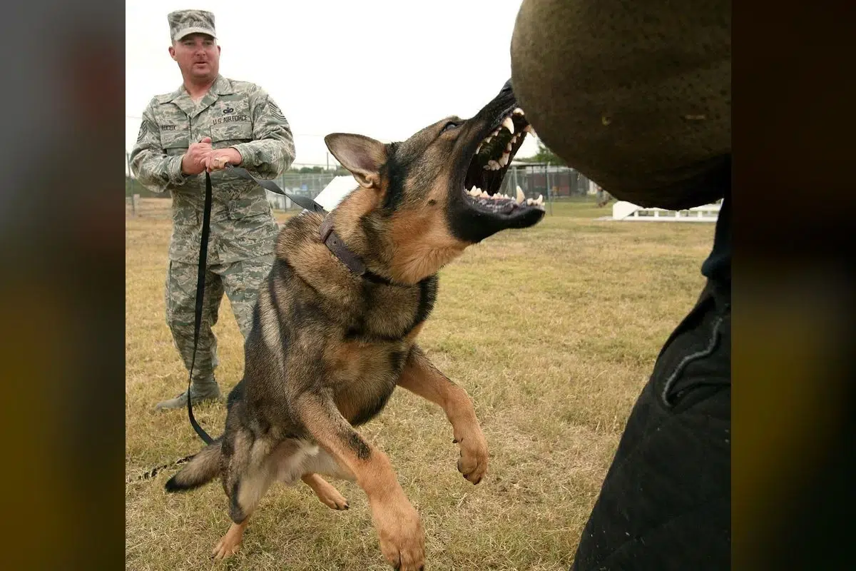 Study: Your Dog's Aggression is Your Fault - You messed up!