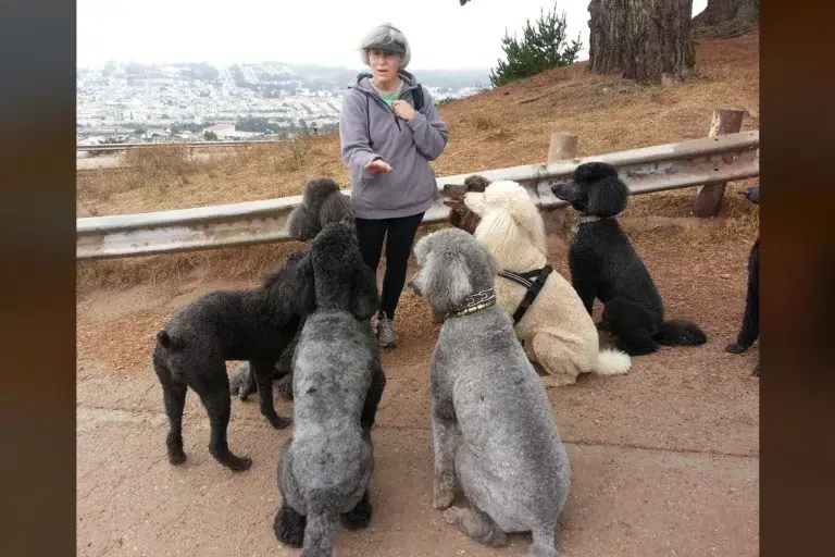 Over 250 Poodles Found in One Home—Owners Say They Got Overwhelmed Over 250 Poodles Found in One Home—Owners Say They Got Overwhelmed