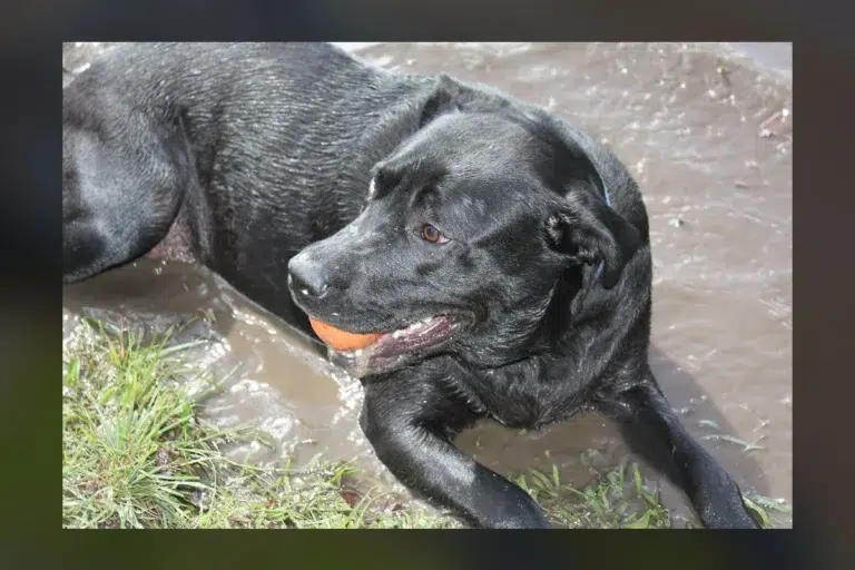 Woman: I Lost My Labrador to a Puddle—But It Was Something Poisonous Woman: I Lost My Labrador to a Puddle—But It Was Something Poisonous
