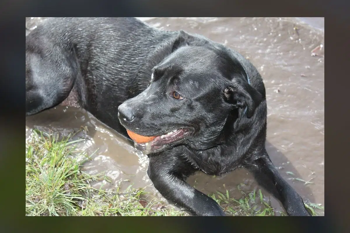 Woman: I Lost My Labrador to a Puddle—But It Was Something Poisonous