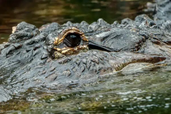 Nancy Myer's family wins Hilton Head alligator death payout