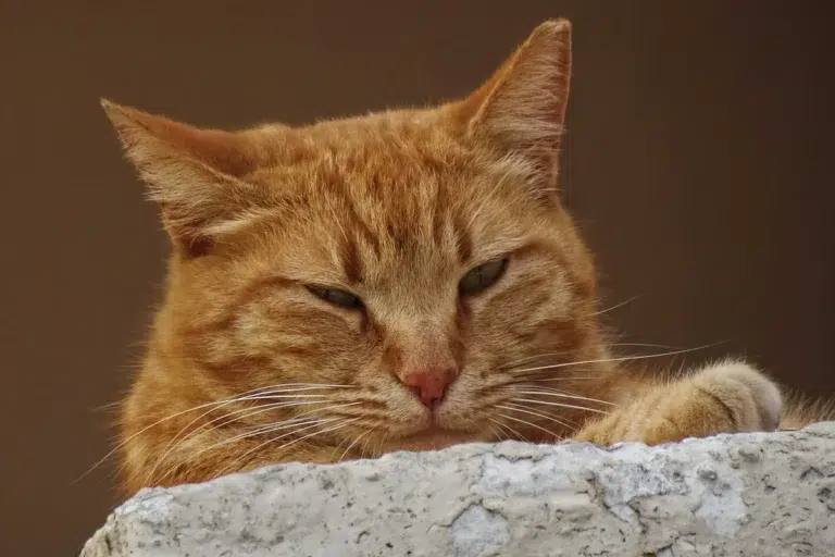 80% of Cats Go Wild for Silvervine & Honeysuckle, Not Catnip