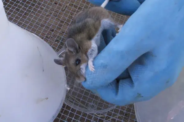 Doomsday prep: Hantavirus & beyond made cheap, easy.