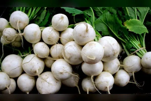 28 Calories: Turnips Beat Potatoes for Weight Loss MVP