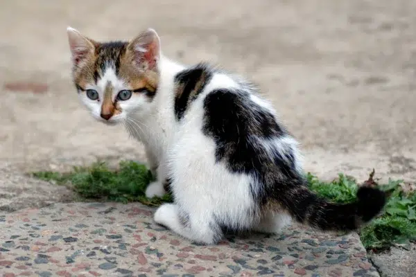 7 Months Missing: Whiskers the Cat Reunites After Hoarder Hell